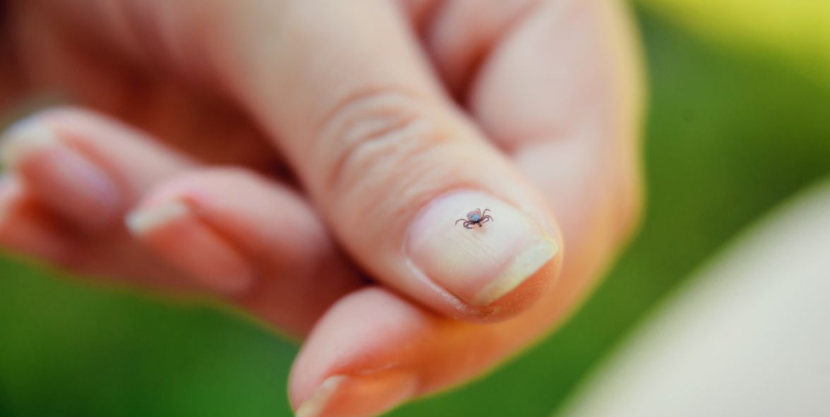 a tick on a finger nail